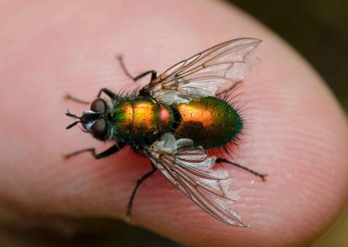 Gymnocheta viridis
